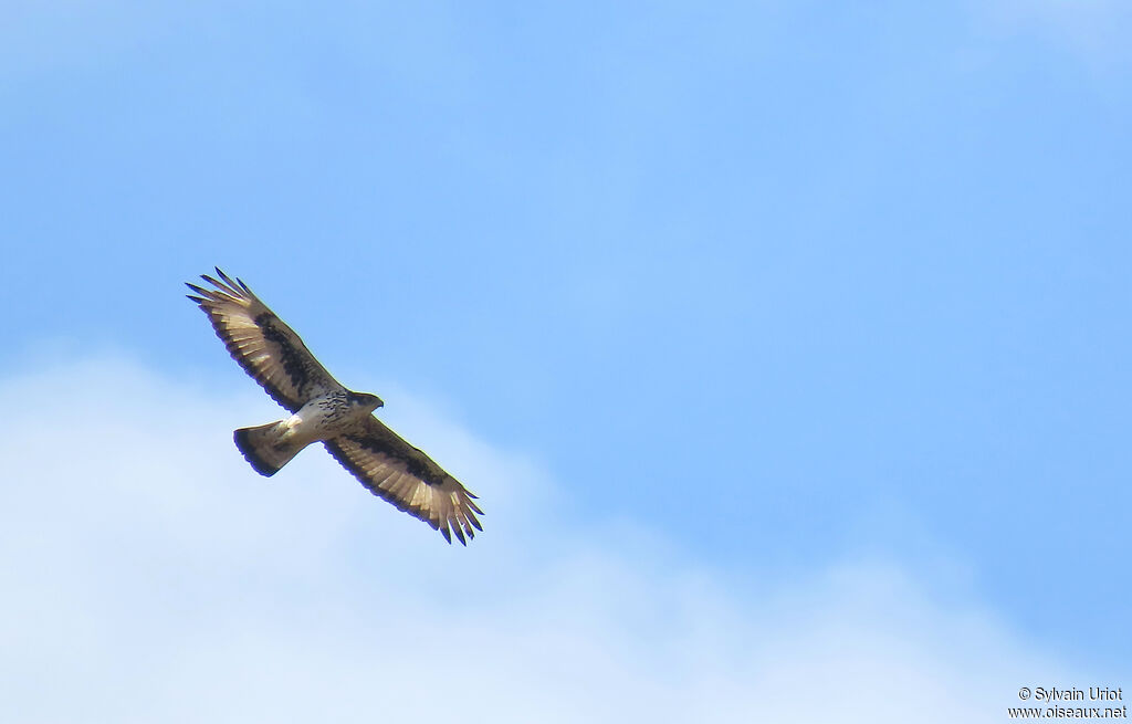 Aigle fasciéadulte