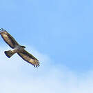 Aigle fascié