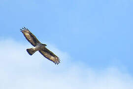 African Hawk-Eagle