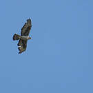 Aigle fascié