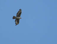 Aigle fascié