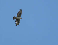 Aigle fascié