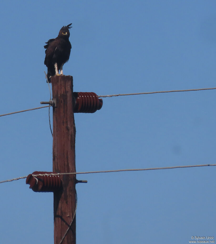 Long-crested Eagle female adult