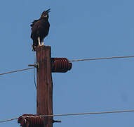 Long-crested Eagle