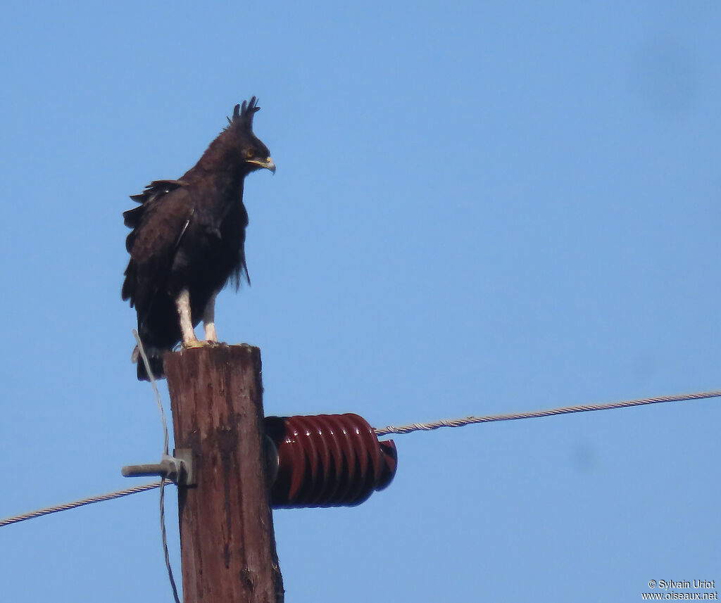 Long-crested Eagle female adult