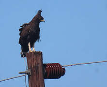 Long-crested Eagle