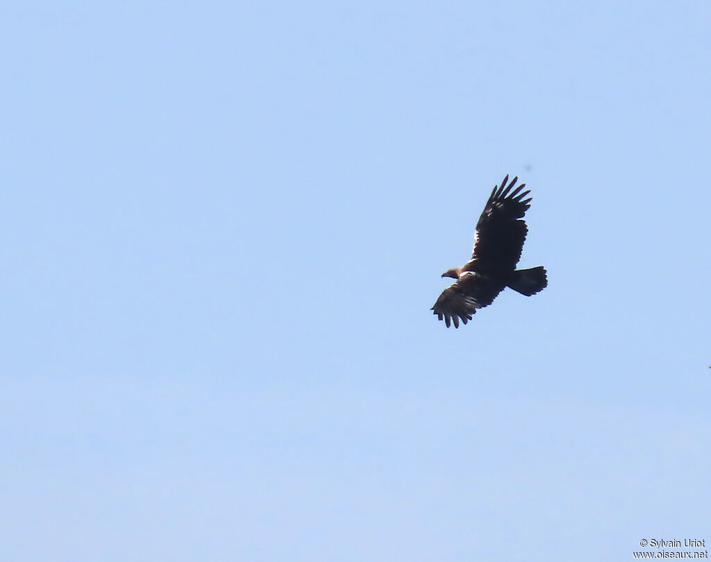 Aigle ibérique