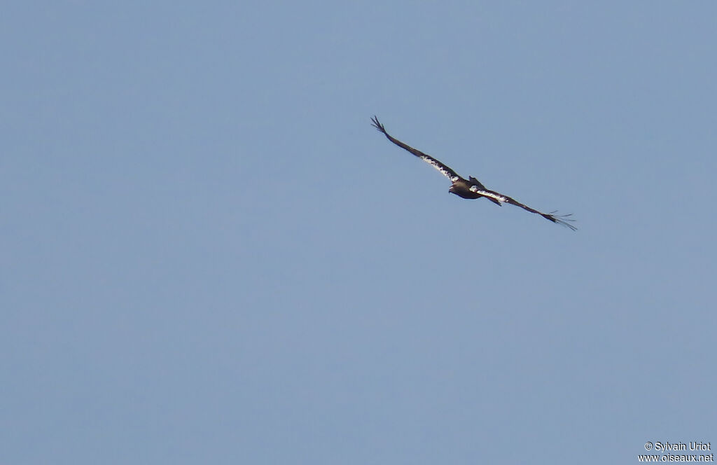 Aigle ibérique