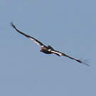 Aigle ibérique