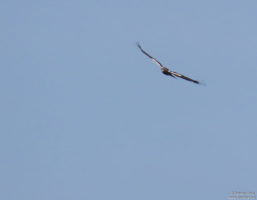 Aigle ibérique