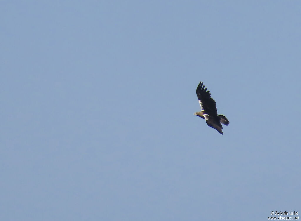 Aigle ibérique femelle, adulte