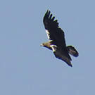 Aigle ibérique