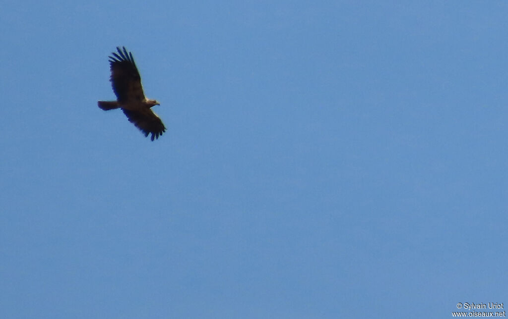 Aigle ibérique 2ème année