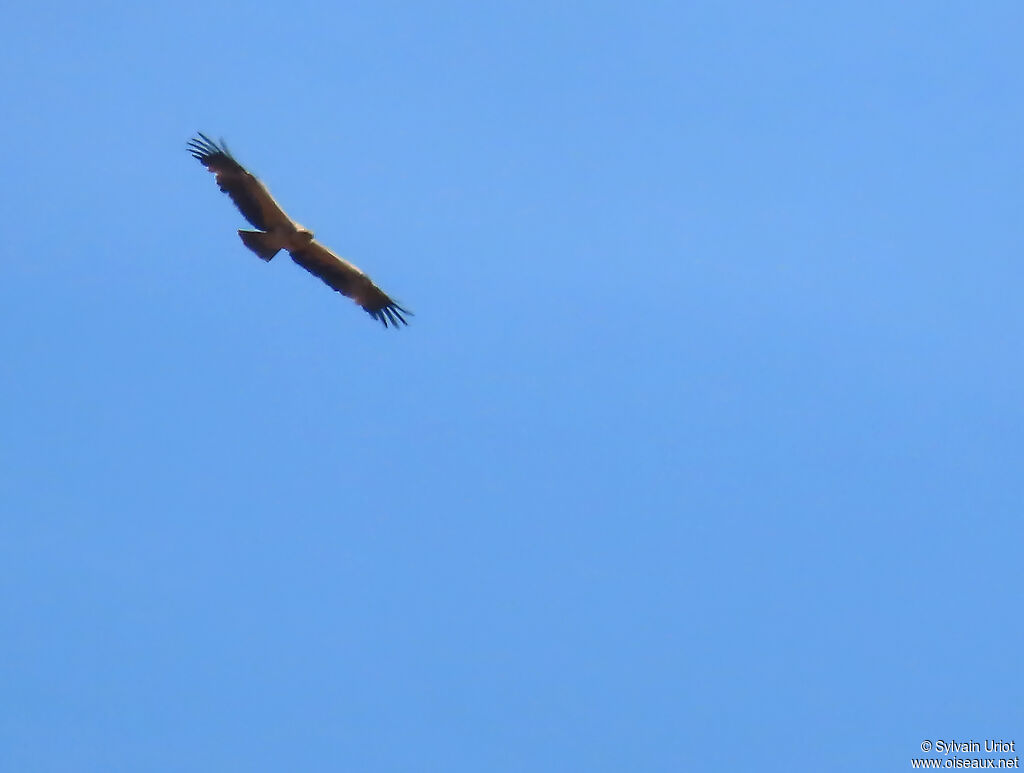 Aigle ibérique