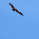 Aigle ibérique