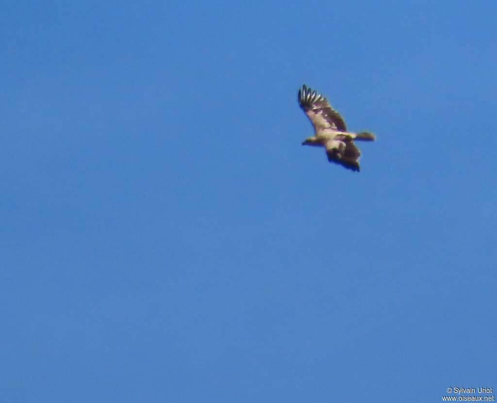 Aigle ibérique 1ère année