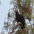 Aigle ibérique