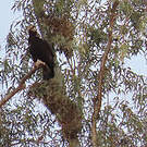 Aigle ibérique