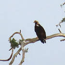 Aigle ibérique