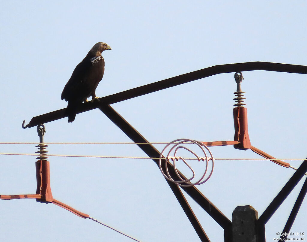 Aigle ibérique mâle, adulte