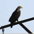 Aigle ibérique