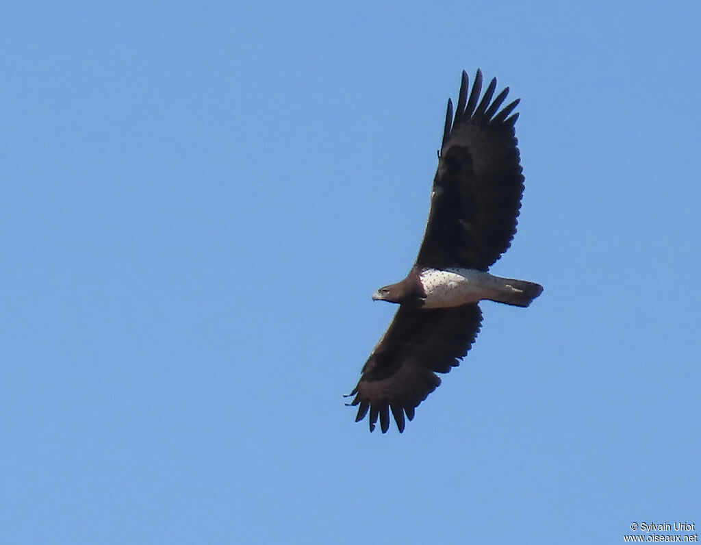 Aigle martialadulte