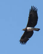 Martial Eagle