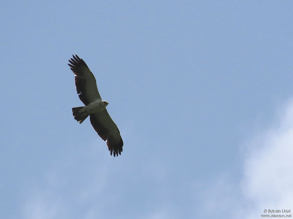 Aigle martial1ère année