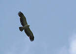 Aigle martial