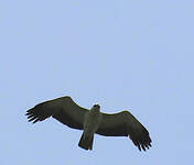 Aigle martial