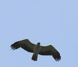 Aigle martial