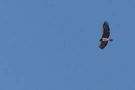 Martial Eagle