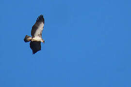 Martial Eagle