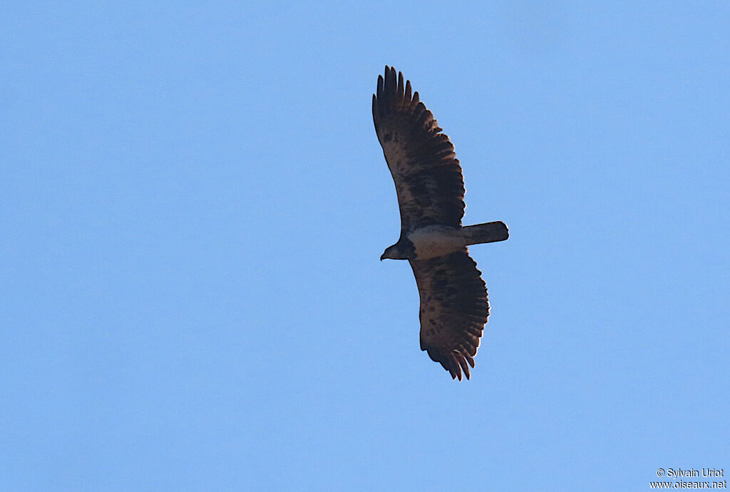 Martial Eaglesubadult