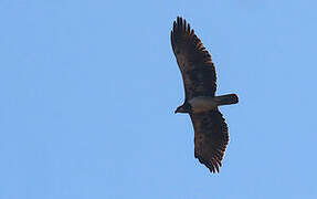 Martial Eagle