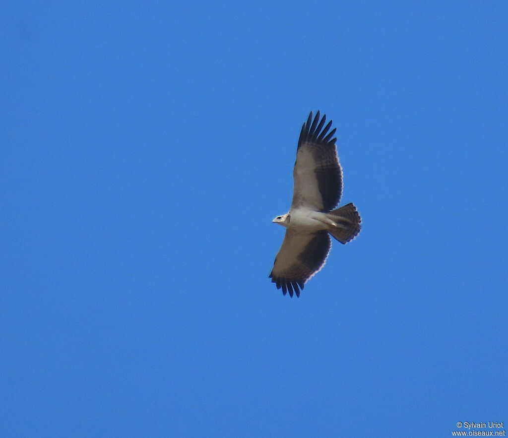 Aigle martialjuvénile