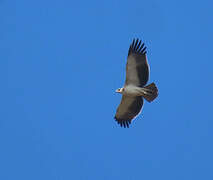 Martial Eagle