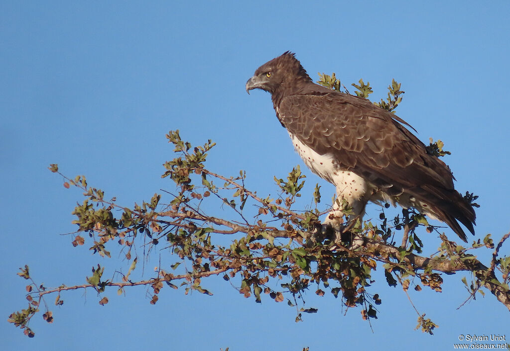 Aigle martialadulte