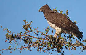 Martial Eagle