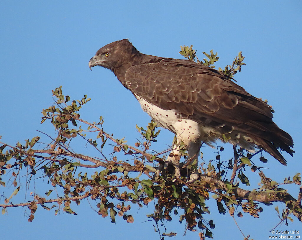 Aigle martialadulte