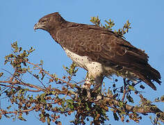 Martial Eagle