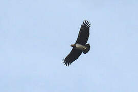 Martial Eagle