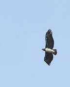 Martial Eagle