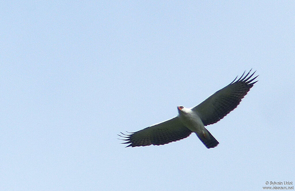 Aigle noir et blancadulte