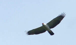 Black-and-white Hawk-Eagle