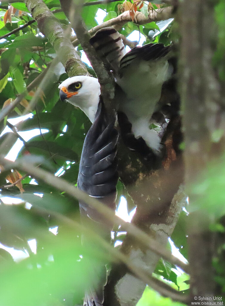 Black-and-white Hawk-Eagleadult