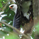 Aigle noir et blanc