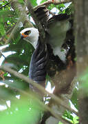 Black-and-white Hawk-Eagle