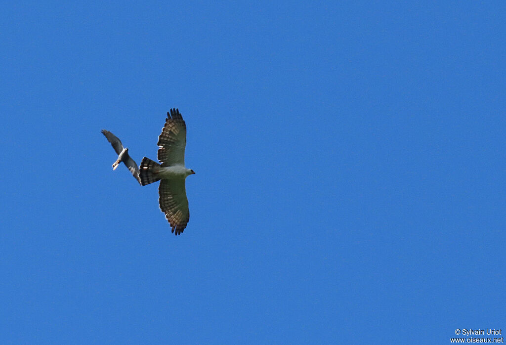 Aigle noir et blancadulte