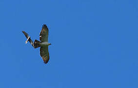 Black-and-white Hawk-Eagle